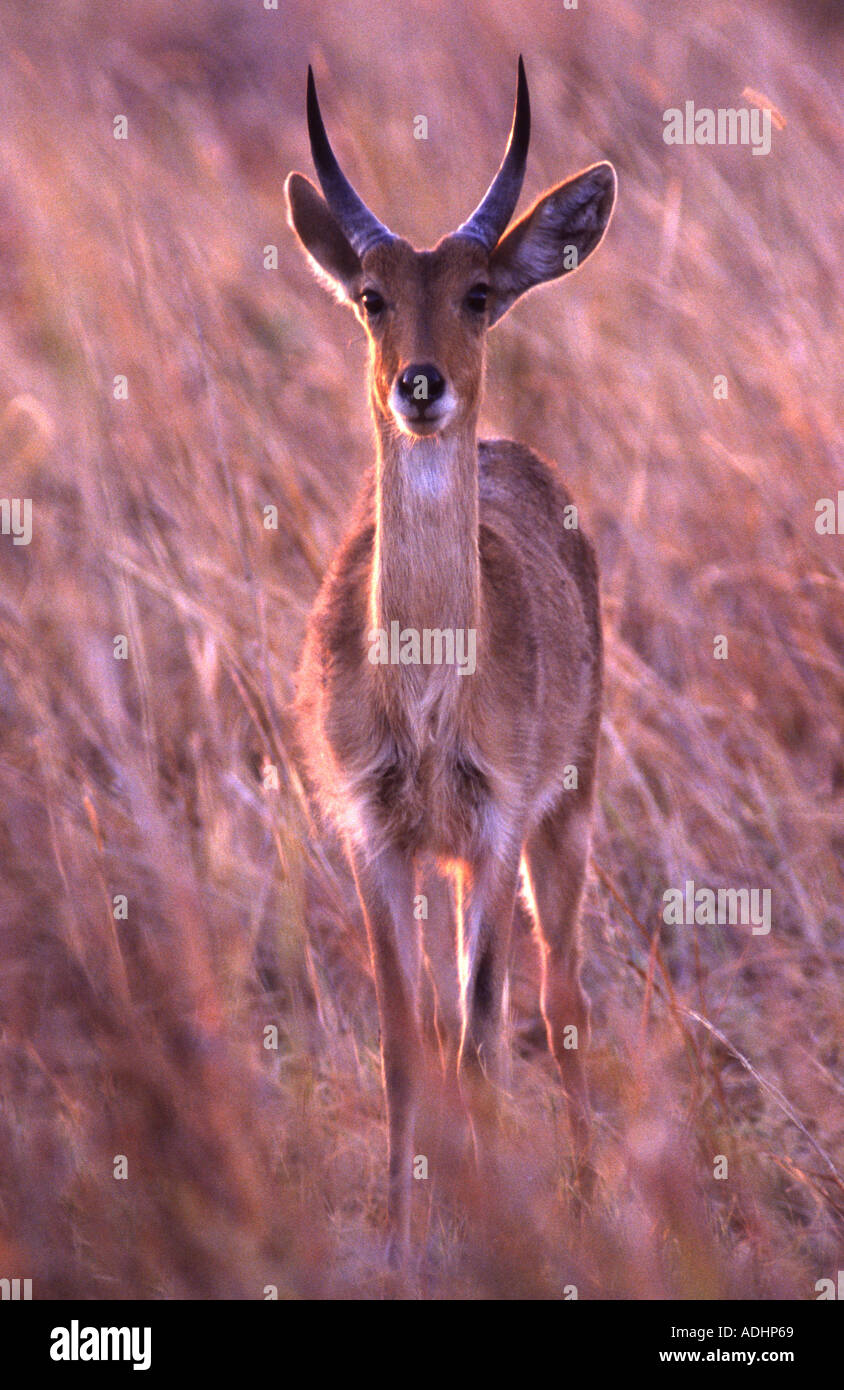 Comune, Reedbuck Redunca arundinum Foto Stock