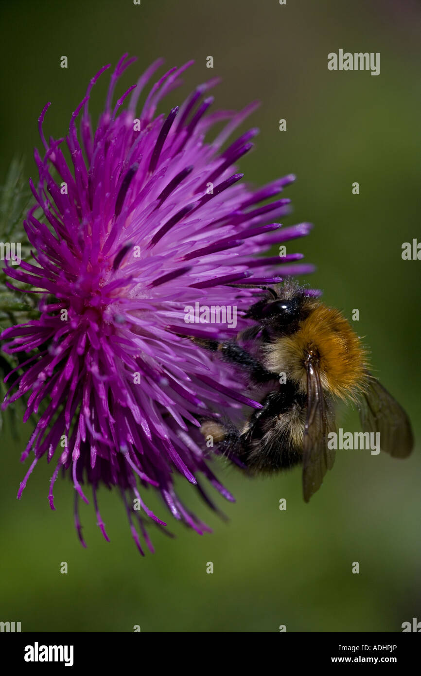 Carda Bee (Bombus spp) un tipo di Bumble Bee - probabilmente Bombus pascuorum - Inghilterra REGNO UNITO - la raccolta di nettare e di polline Foto Stock