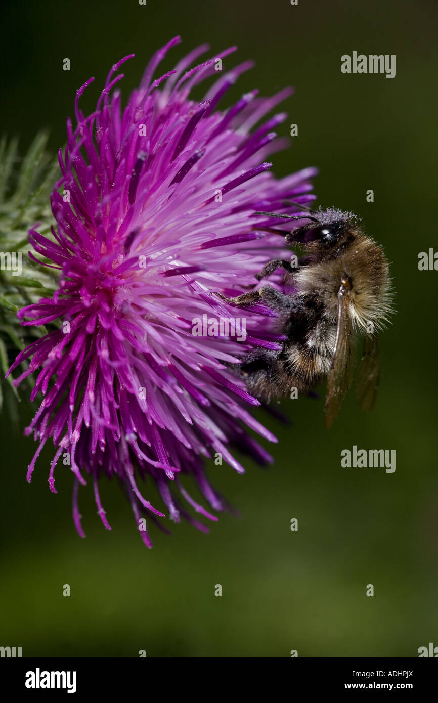 Carda Bee (Bombus spp) un tipo di Bumble Bee - probabilmente Bombus pascuorum - Inghilterra REGNO UNITO - la raccolta di nettare e di polline Foto Stock