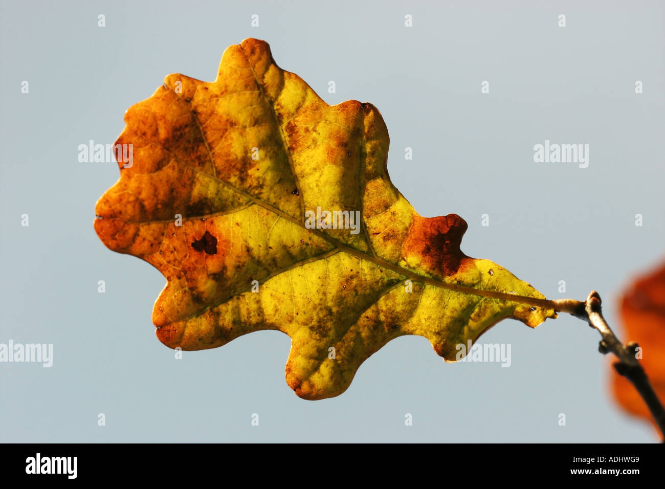 Autunno retroilluminato Rovere Quercus Petrae lascia contro un cielo blu Foto Stock