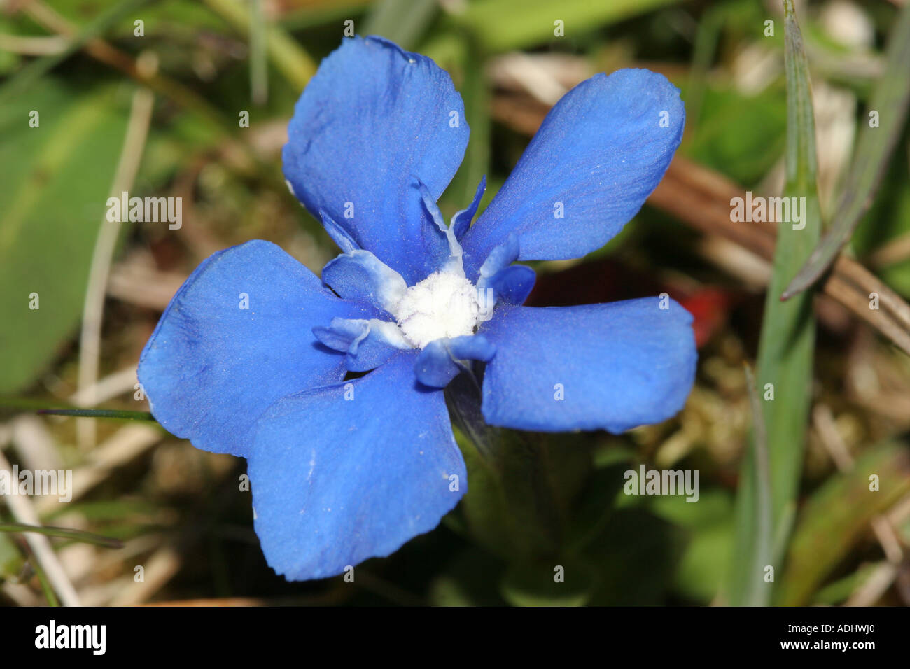 Close up della molla di rara genziana Gentiana verna fiore testa Teesdale superiore della Contea di Durham Foto Stock