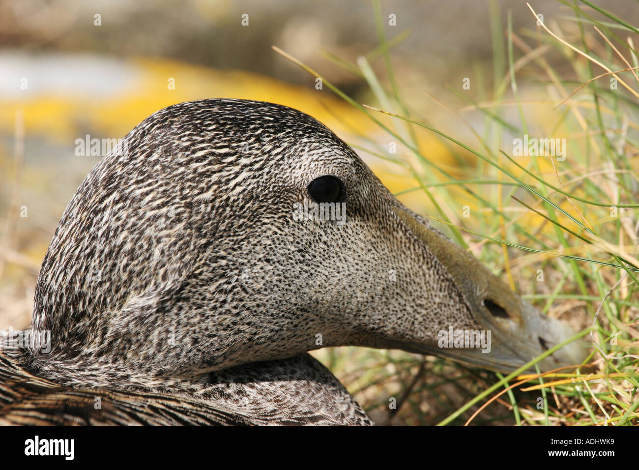 Close up colpo alla testa di una femmina di Eider Duck Somateria mollissima farne isole a nord est della costa dell'Inghilterra Foto Stock Close up colpo alla testa di una femmina di Eider Duck Somateria mollissima farne isole a nord est della costa dell'Inghilterra Foto Stock