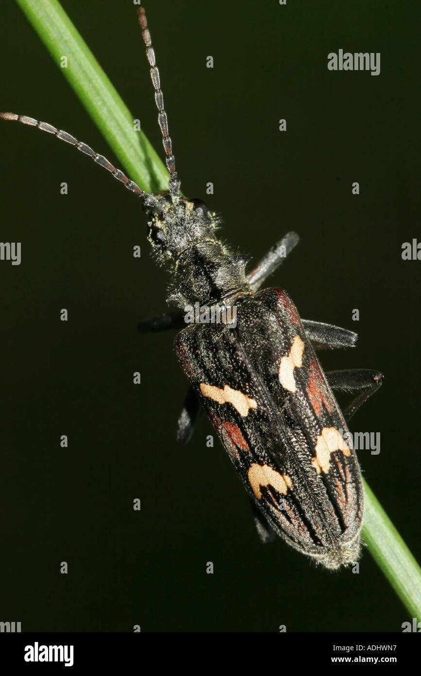 Longhorn Beetle Rhagium bifasciatum sul gambo Reed Foto Stock
