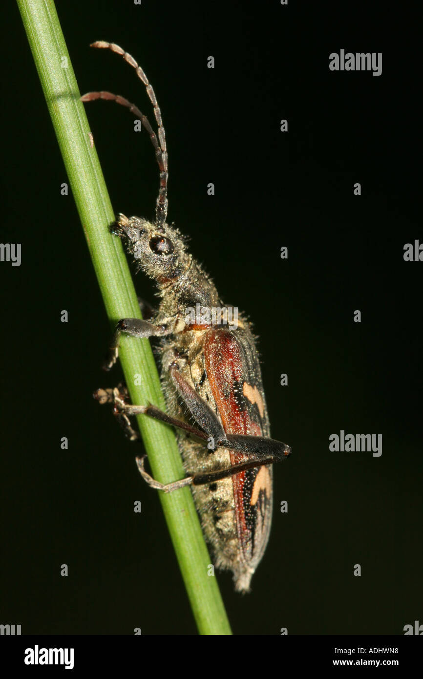 Longhorn Beetle Rhagium bifasciatum sul lettore RUSH stelo Foto Stock