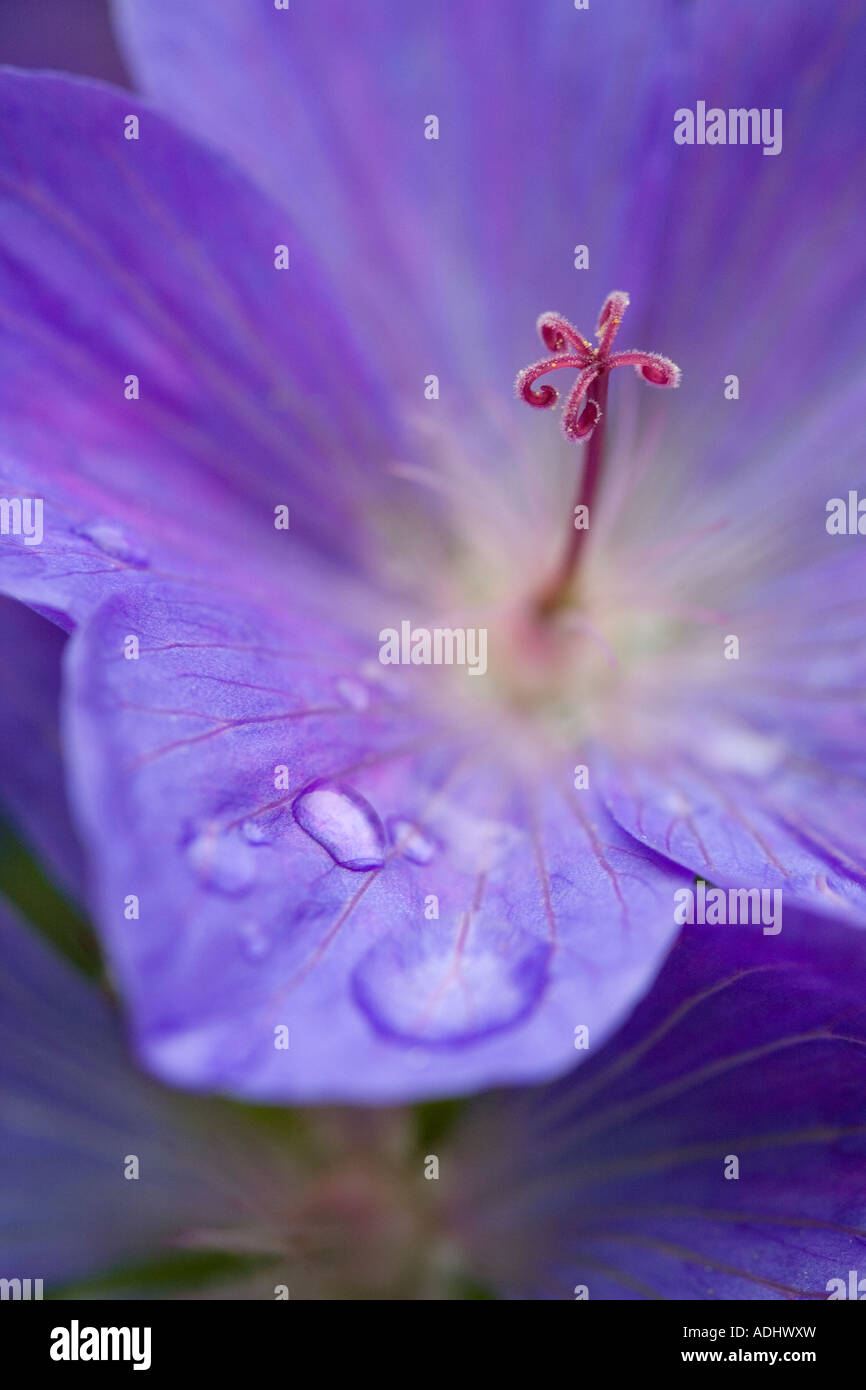 Close up di Hardy Geranio Johnson è blu Foto Stock