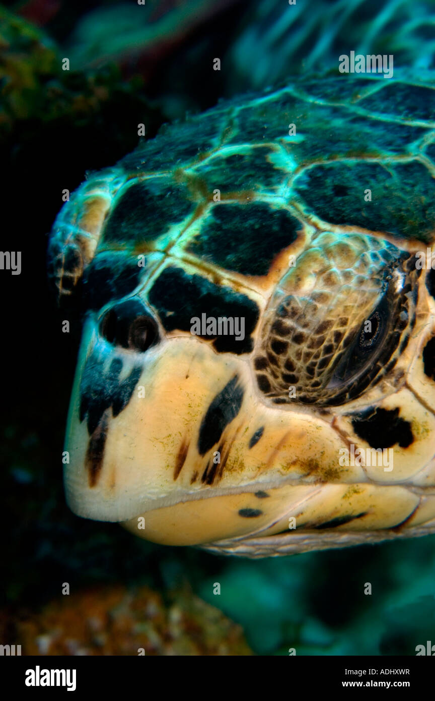 Una tartaruga embricata colpo alla testa in Little Cayman Foto Stock