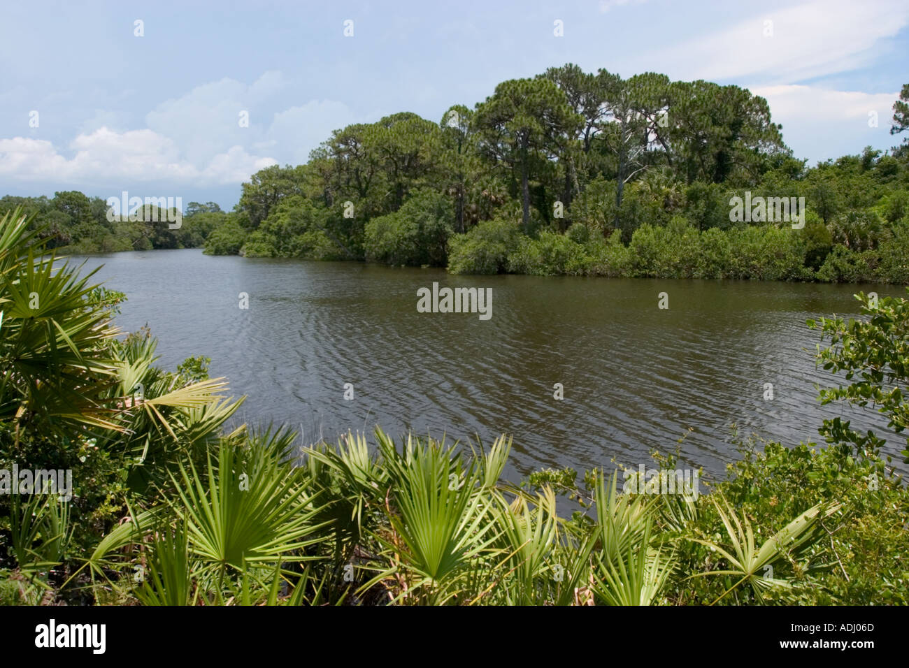 Sud Creek Oscar Scherer stato Parco Florida Foto Stock