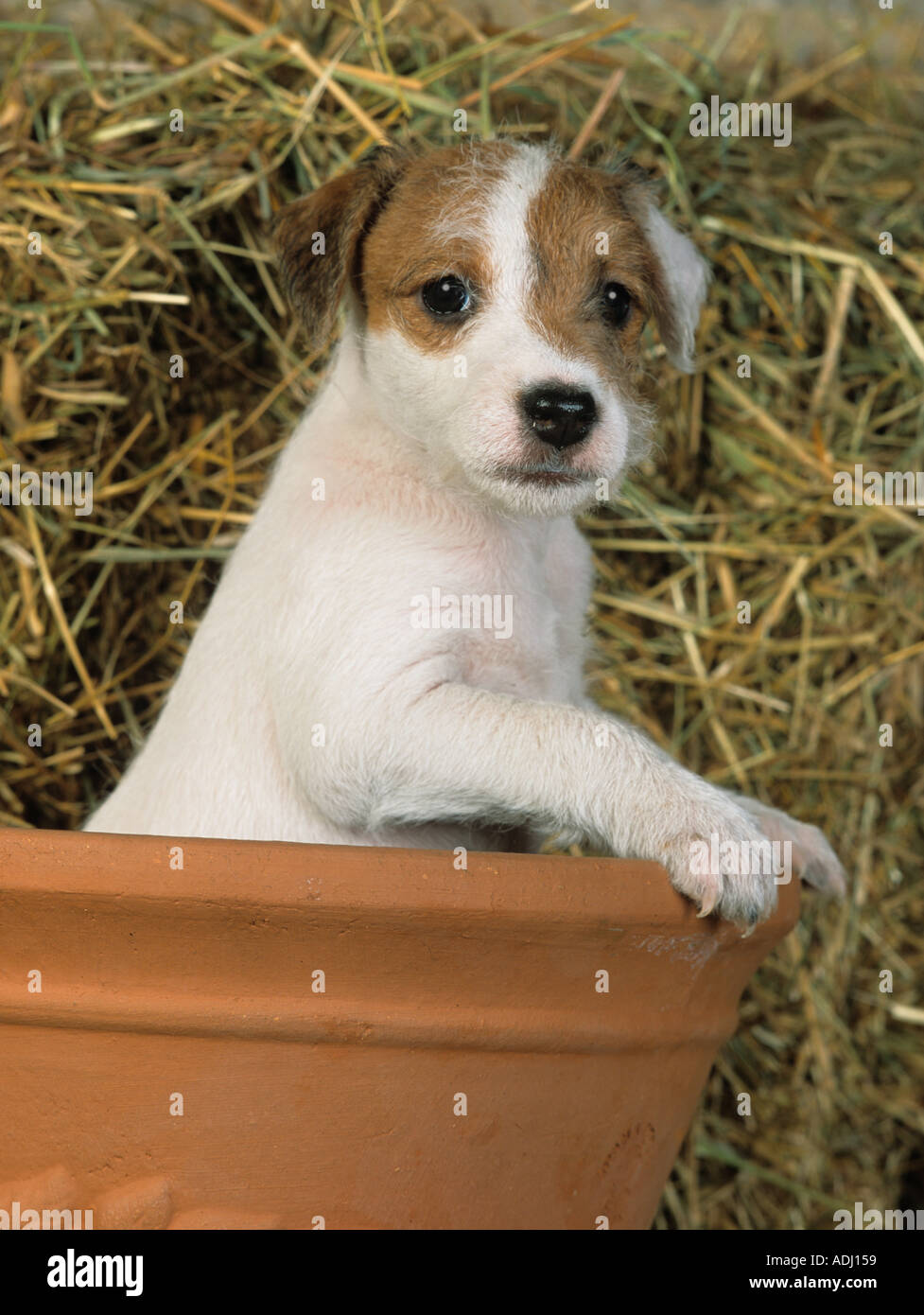 Jack Russell Terrier Puppy in vaso Foto Stock