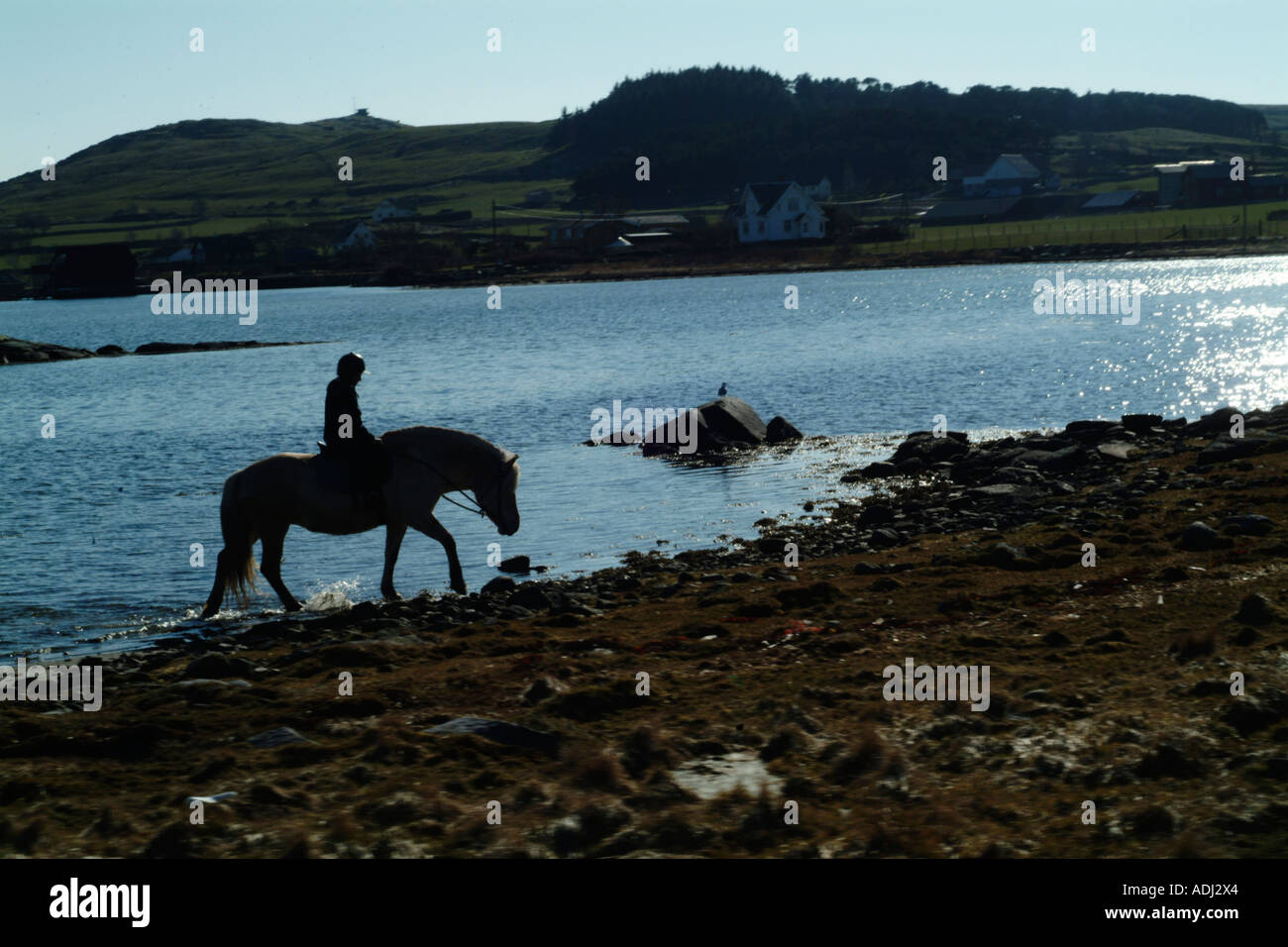 cavallo in acqua Foto Stock