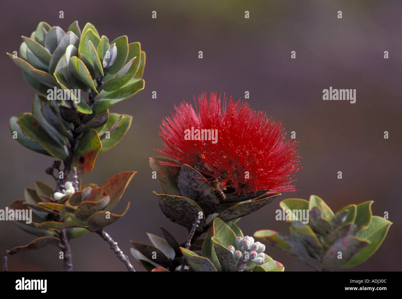 Lehua fiore di Ohia tree Parco Nazionale dei Vulcani delle Hawaii Big Island awaii Foto Stock