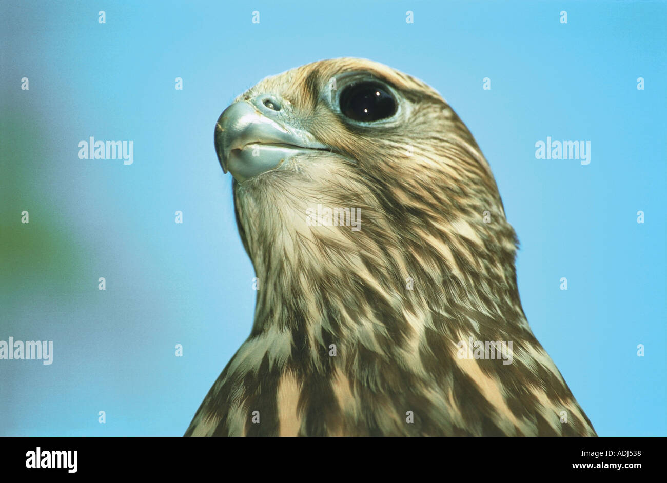 Saker Falcon Falco Cherrug Altai Russia Foto Stock