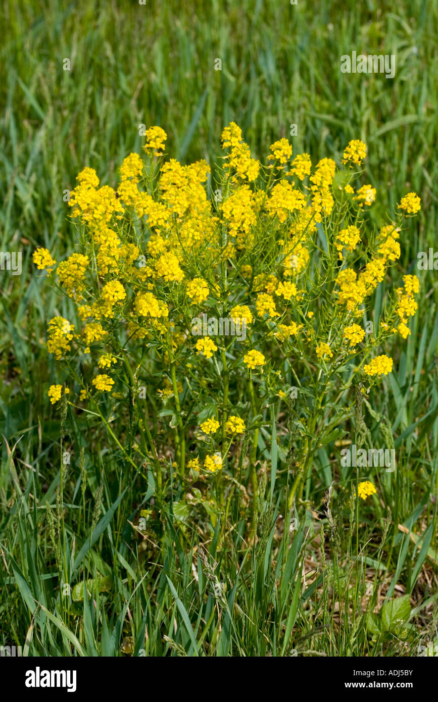 Inizio Yellowrocket Barbarea verna Boone Carolina del Nord Stati Uniti 7 Maggio Brassicaceae Foto Stock