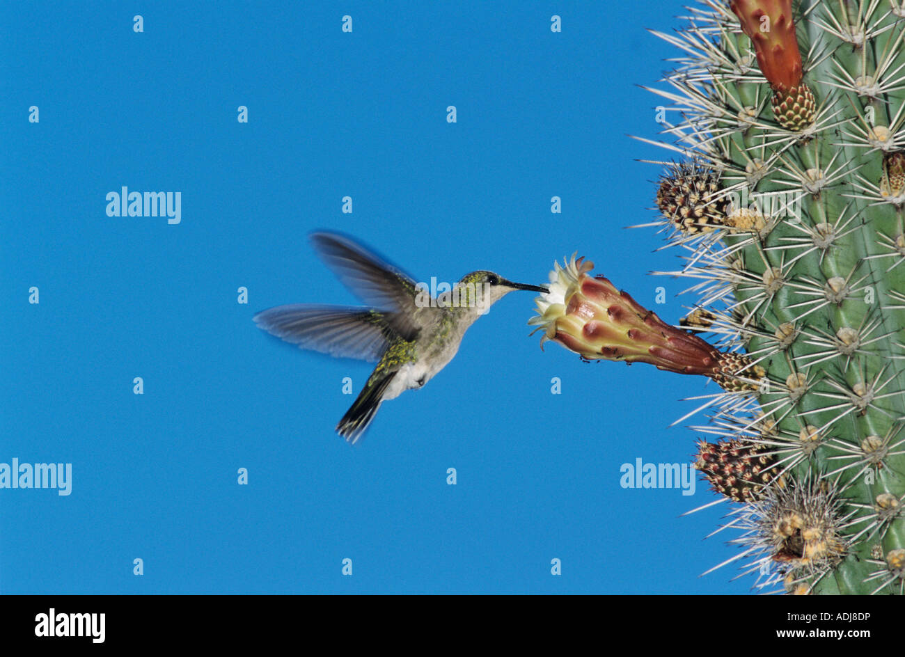 Antillean Mango Hummingbird Anthracothorax dominicus alimentazione femmina sul fiore di cactus Bosque Estatal de Guanica Puerto Rico USA Foto Stock