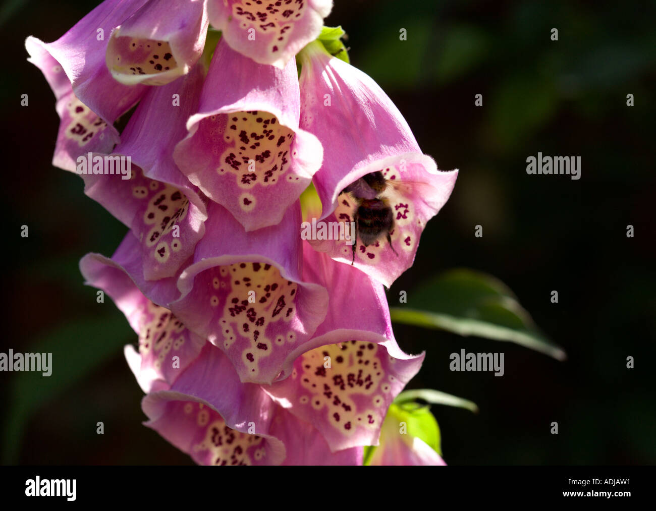 Rosa Foxglove flower (Digitalis) con Bumble Bee visitatore Foto Stock