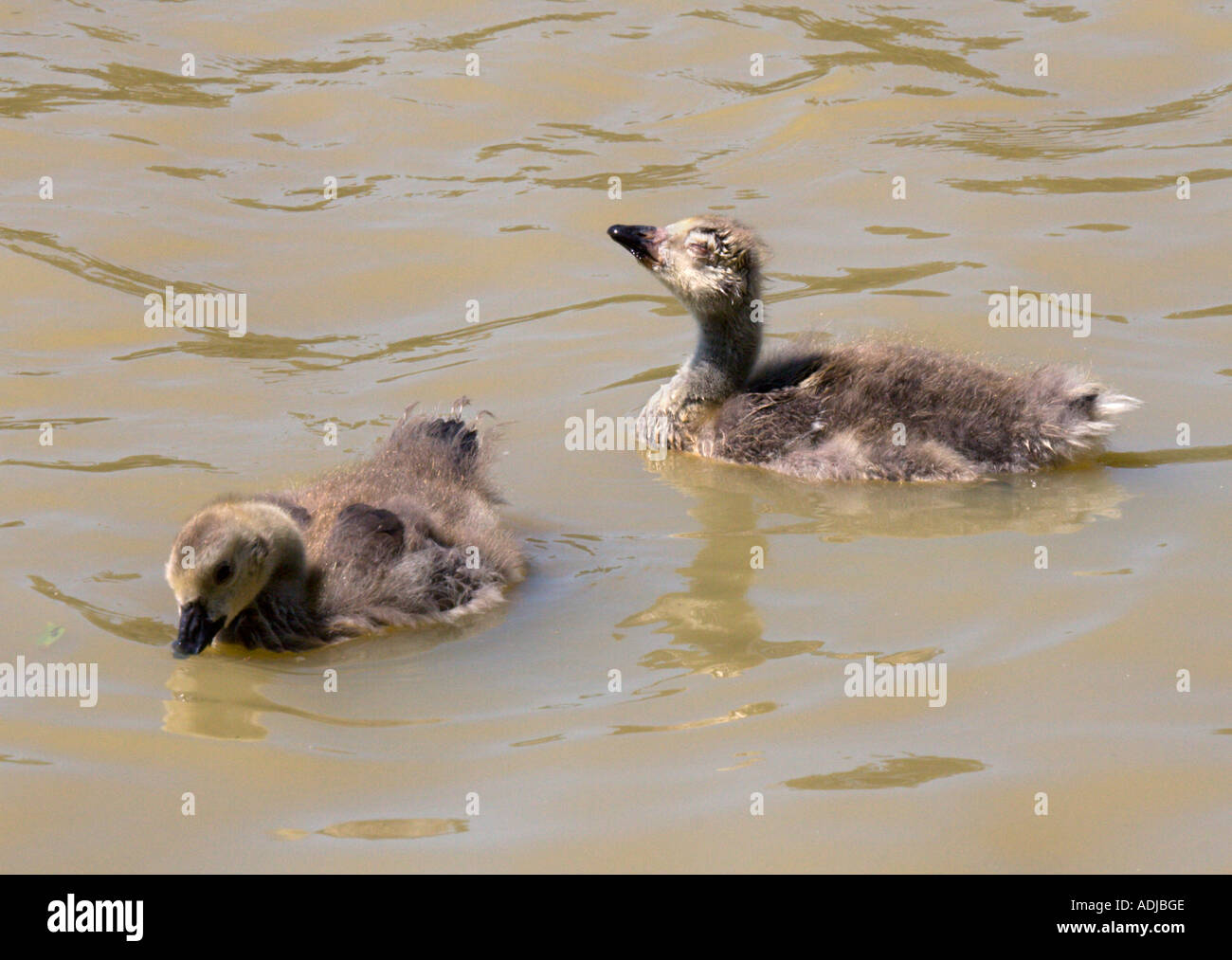 Canada Goose Goslings (Branta canadensis) Foto Stock