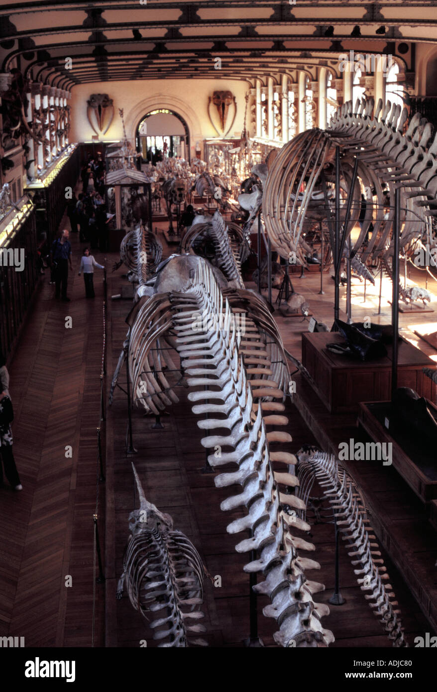 Museum paris anatomy natural immagini e fotografie stock ad alta risoluzione Alamy