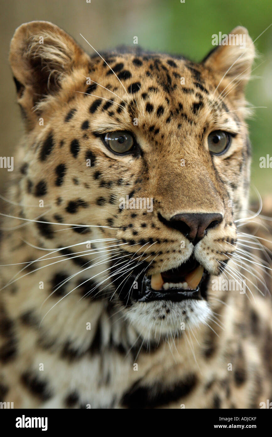 Testa leopardo di Amur. Inghilterra Foto Stock