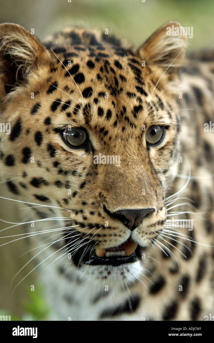 Testa leopardo di Amur. Inghilterra Foto Stock