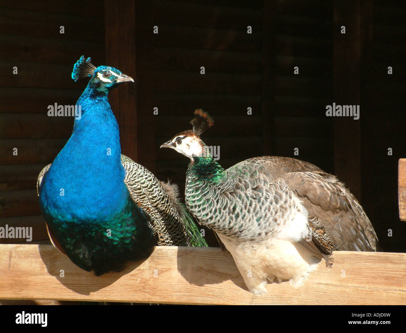 Peacock, Pavo cristatus Foto Stock