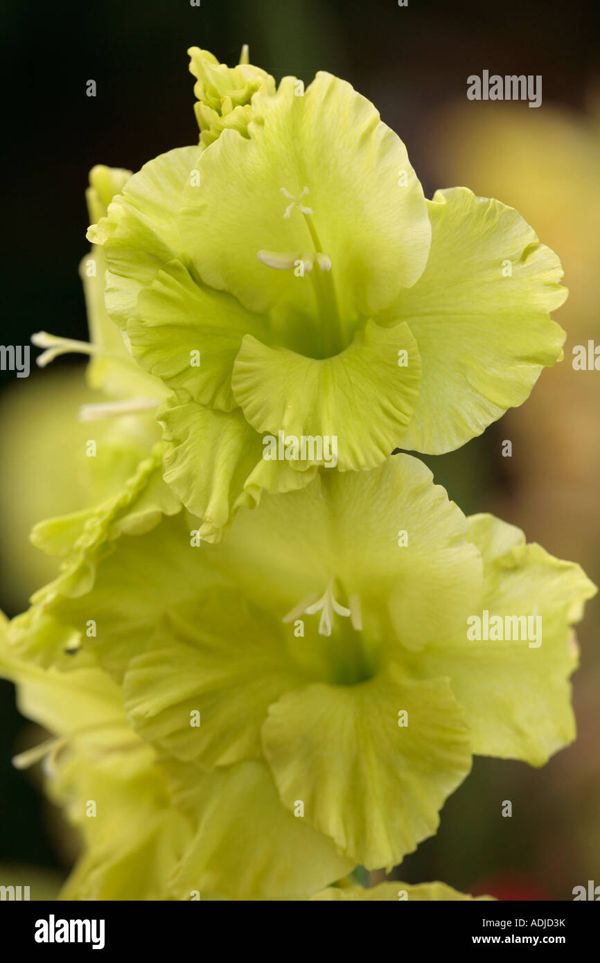 Gladiolus 'Green Star' in fiore in estate Foto Stock