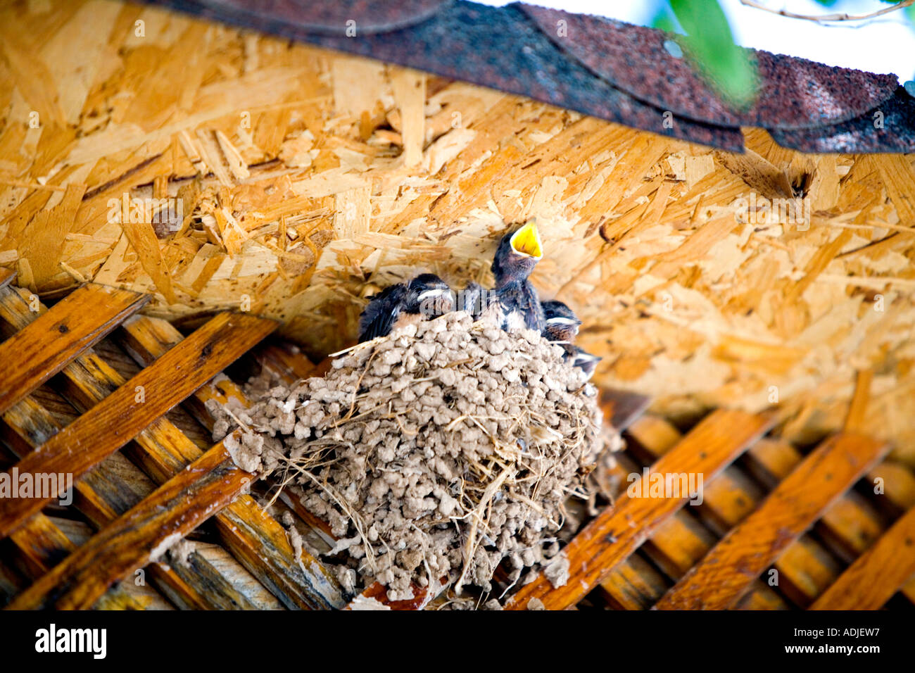 Sopravvivenza - Fame neonata swallow nel nido - Didim, Turchia Foto Stock