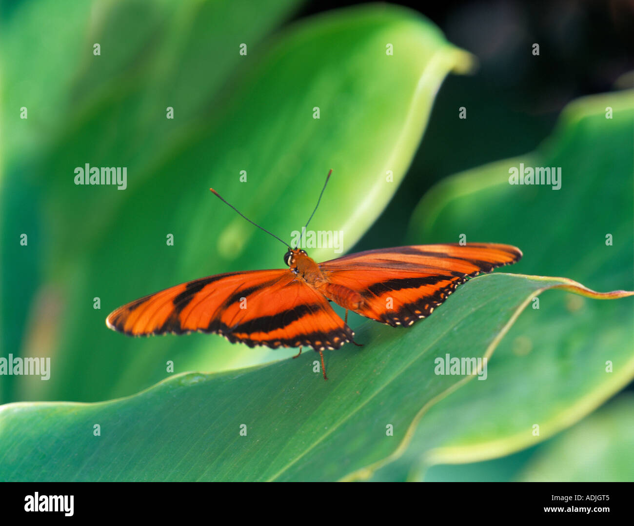Non identificato farfalla arancione sul fogliame giardini di cristallo Victoria British Columbia Canada Foto Stock