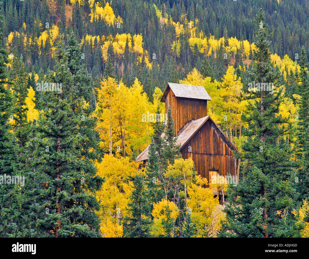 Struttura di data mining con l'autunno colorato Uncompahgre aspens Foresta Nazionale di Colorado Foto Stock