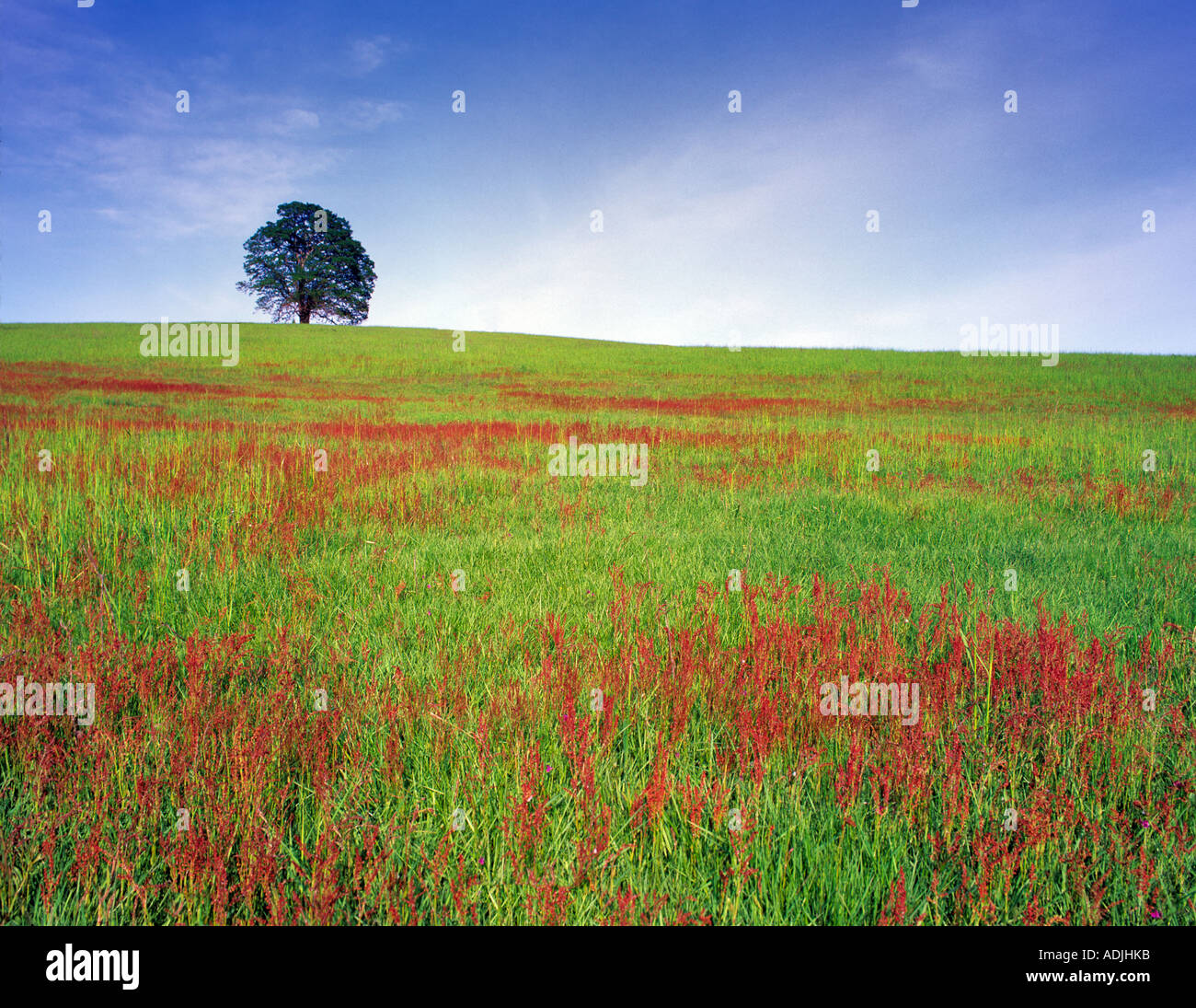 Collina erbosa con albero di quercia William L Finley National Wildlife Refuge Oregon Foto Stock