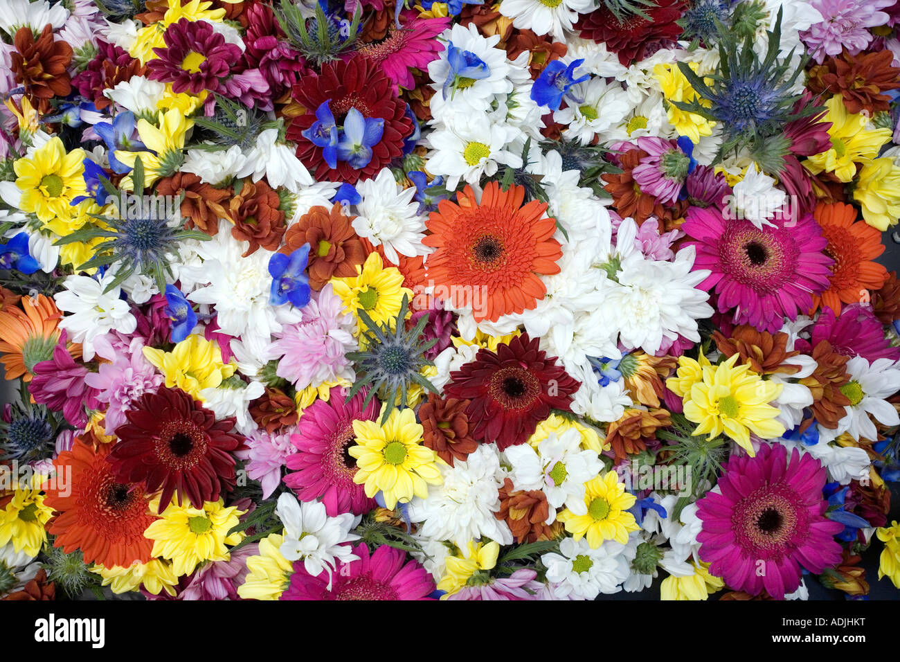 Colorata tagliare le teste dei fiori pattern Foto Stock