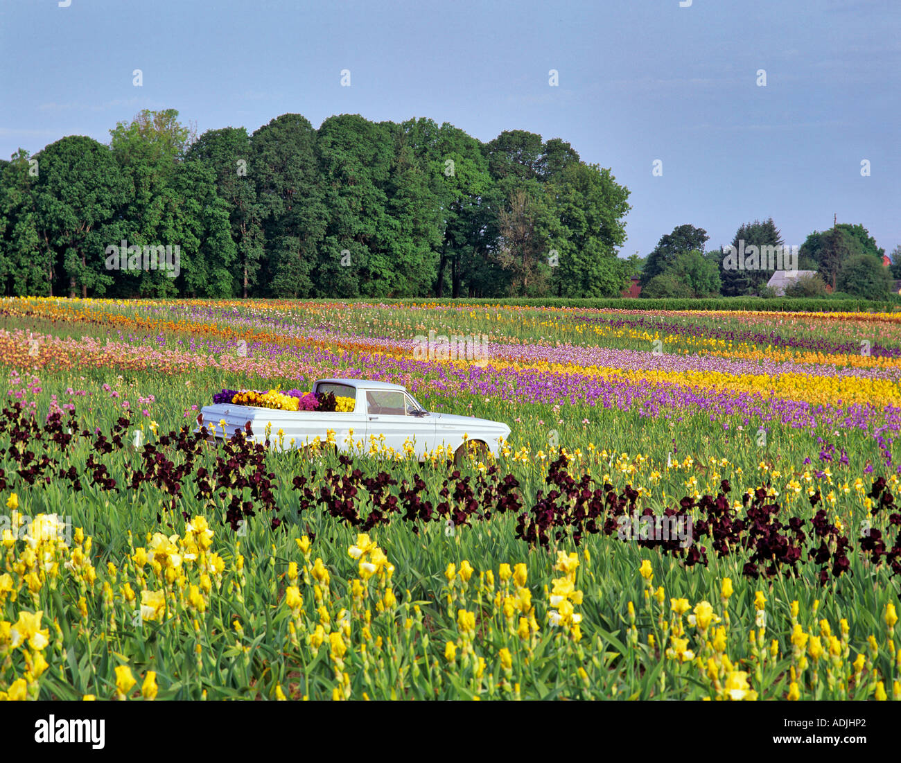 Veicolo iris raccolta da Cooley s farm Oregon Foto Stock