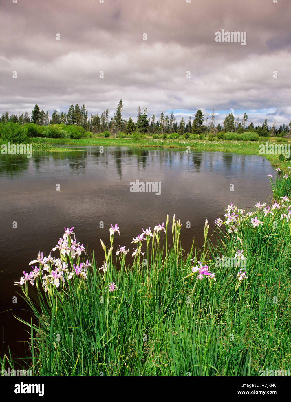 Parte superiore del fiume Deschutes con Iris Deschutes National Forest Oregon Foto Stock
