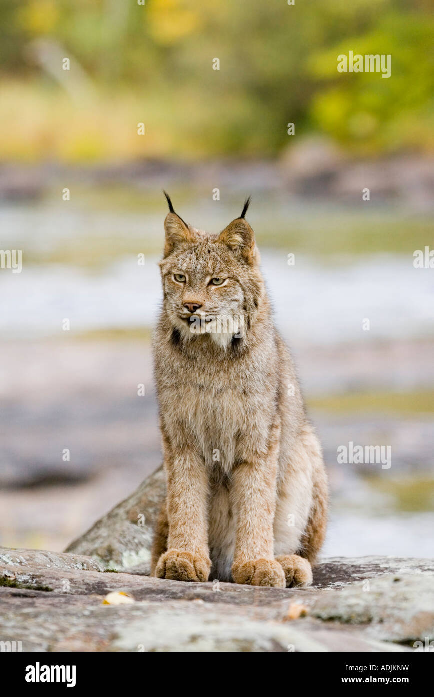 Canadian Lynx Lynx canadensis Sandstome contea di Pino Minnesota Stati Uniti 29 settembre Foto Stock