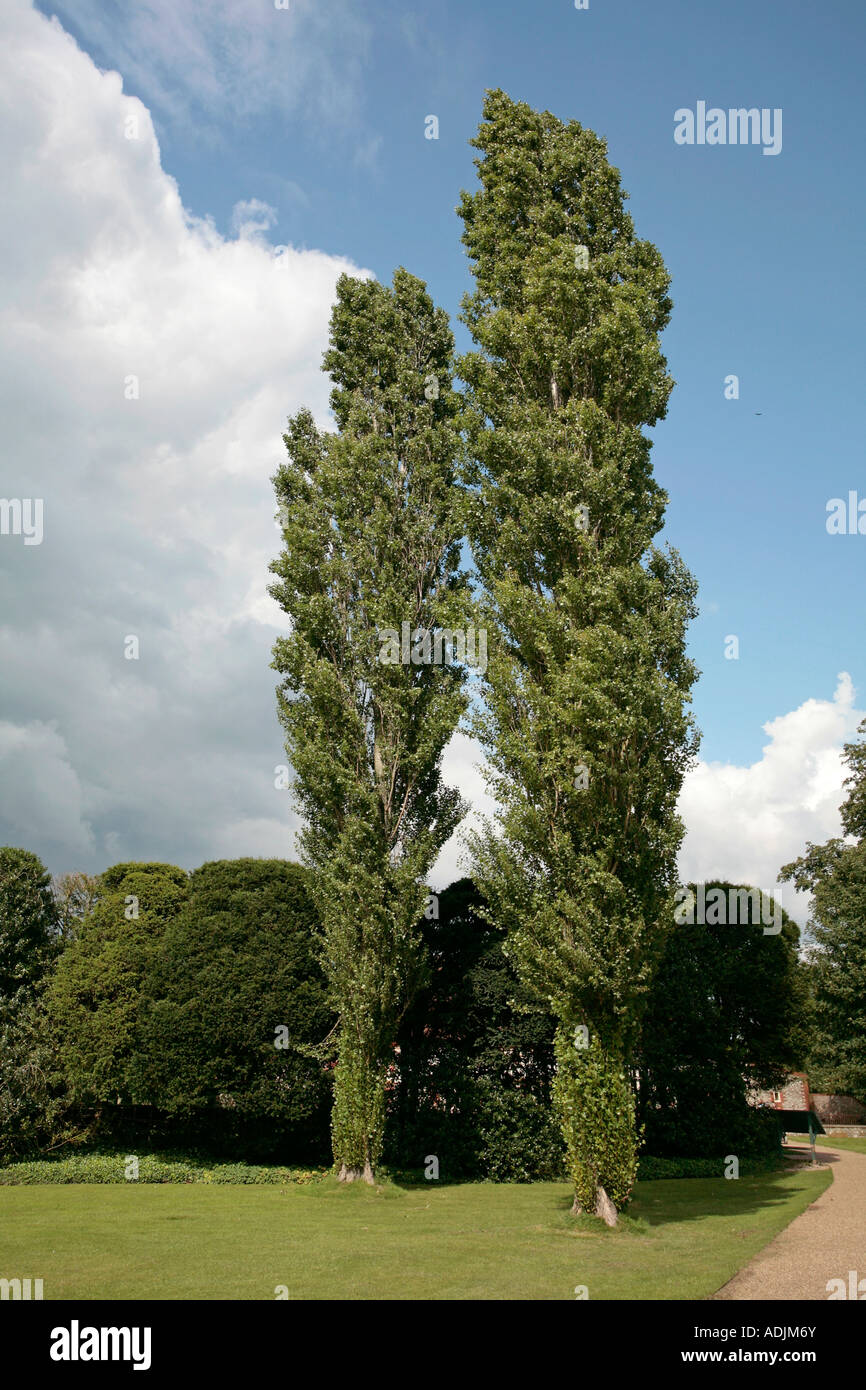 Coppia di alberi di pioppo (populus) in estate Foto Stock