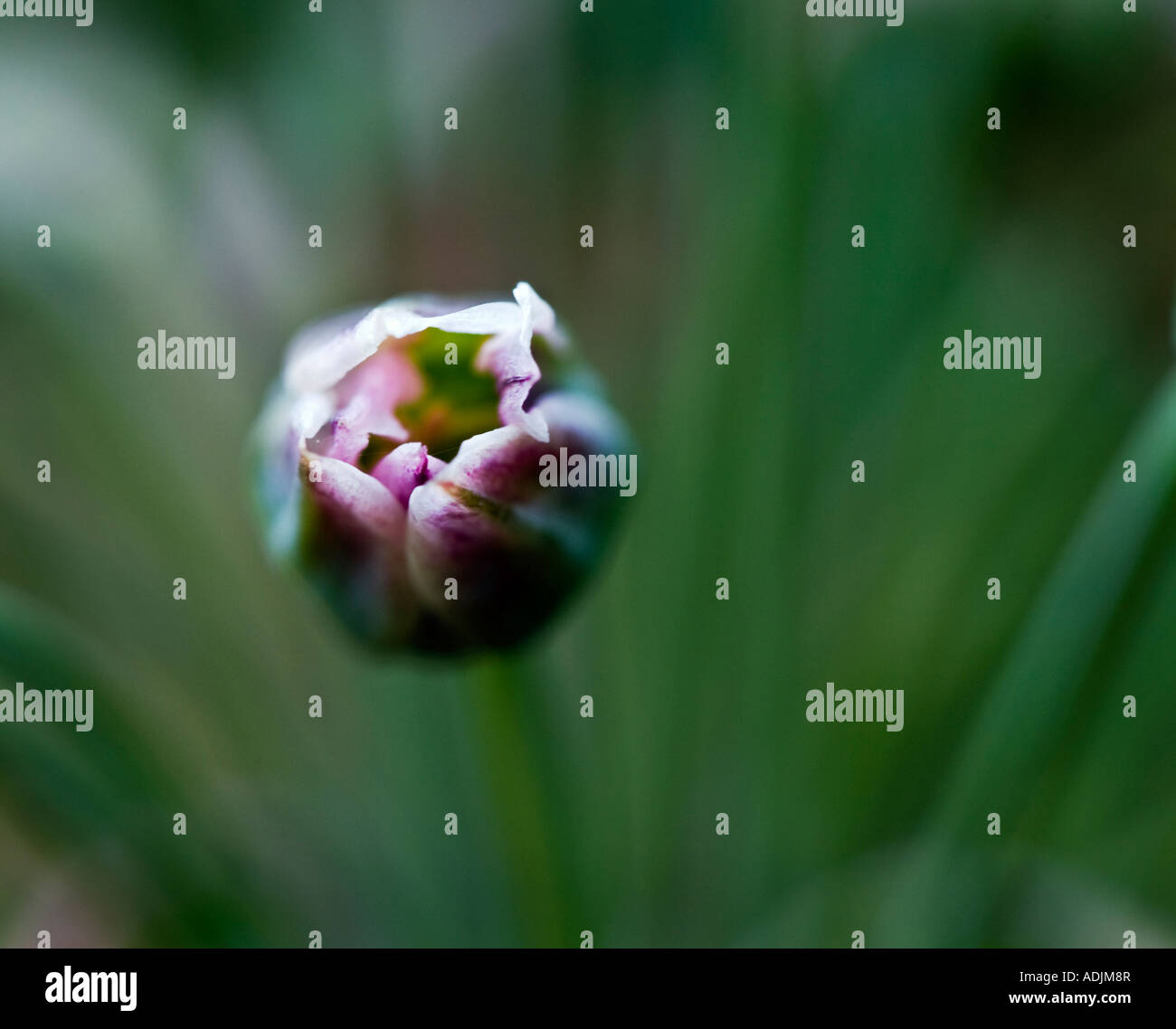 Tulipano singolo campione Foto Stock