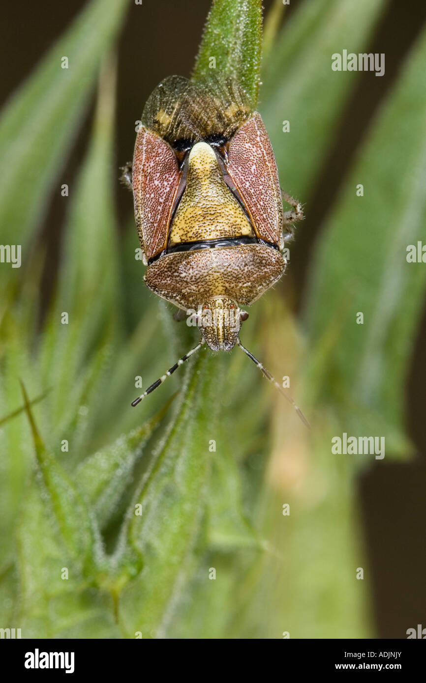 Lo Sloe bug di protezione (Dolycorris baccarum) Foto Stock