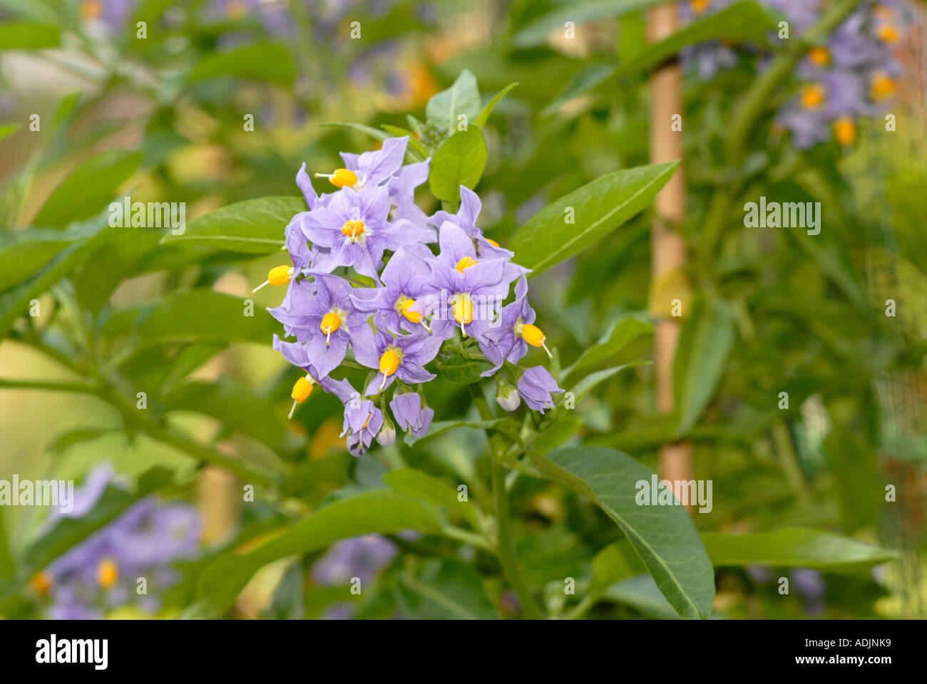 Piante da fiore Foto Stock