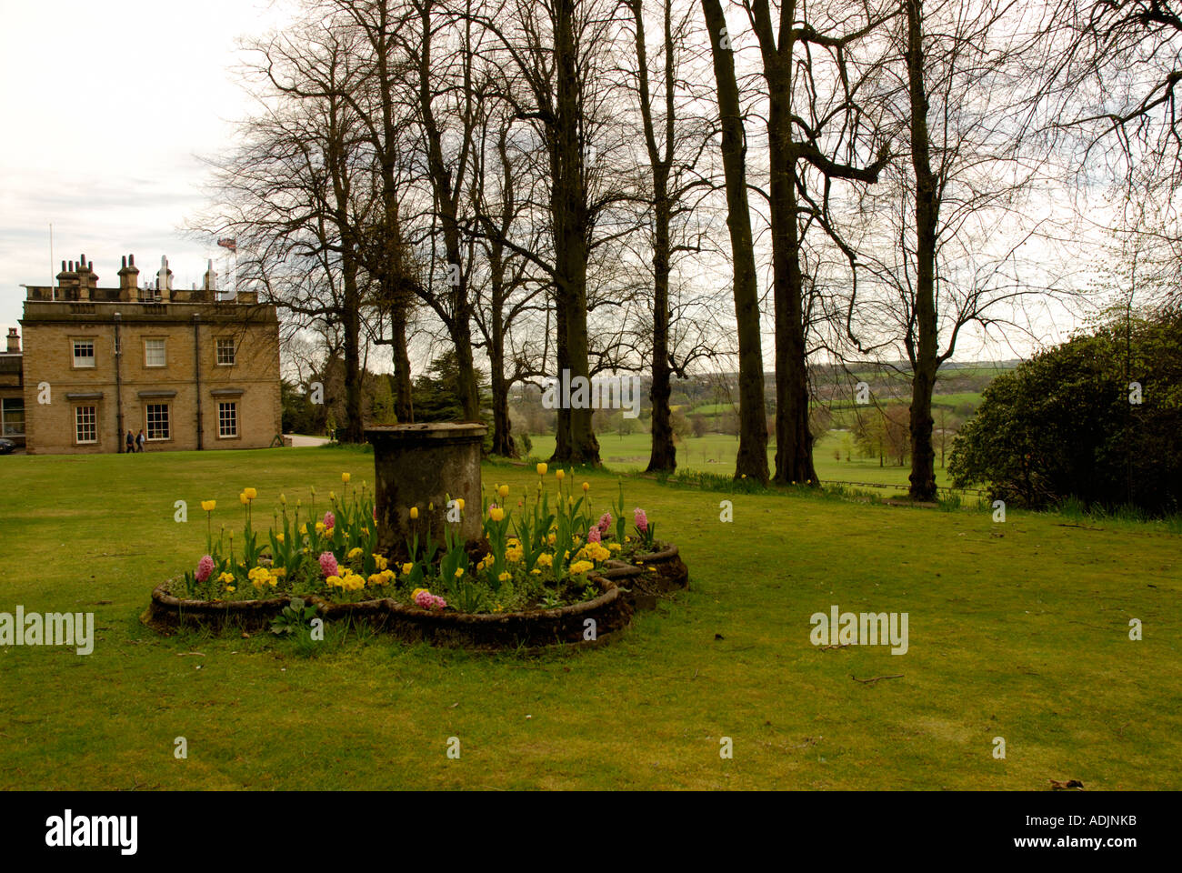 Piante da fiore Foto Stock