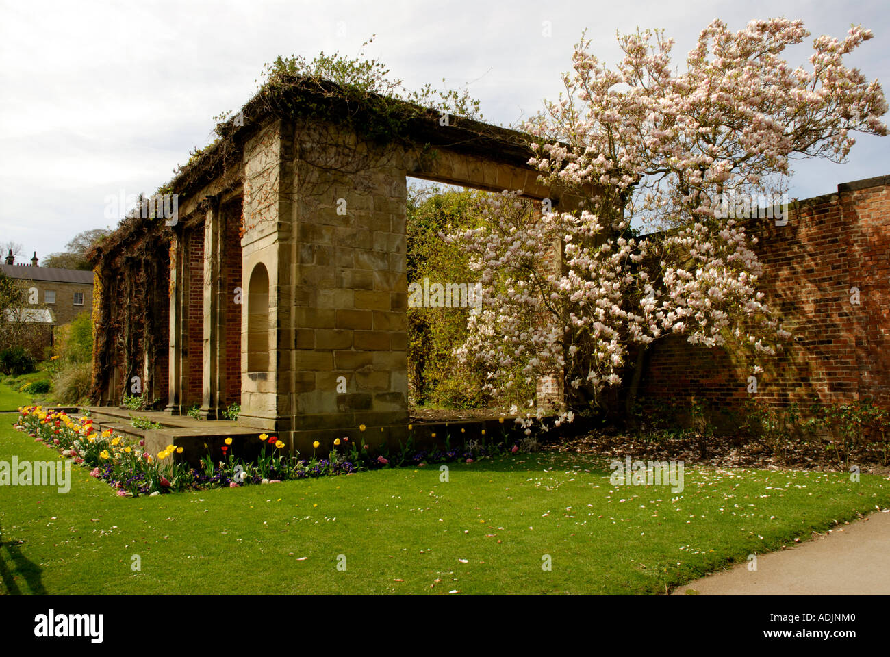 Piante da fiore Foto Stock