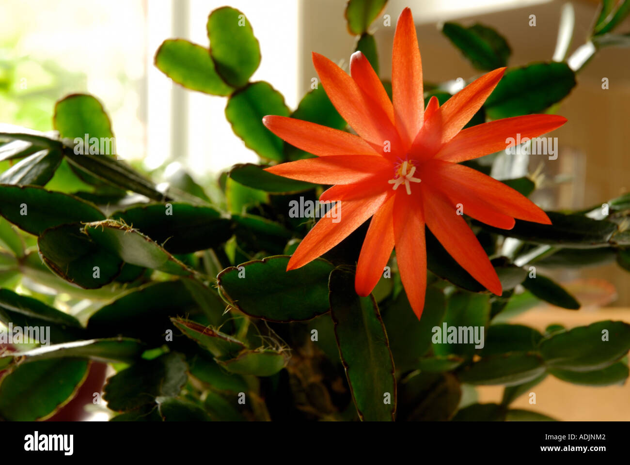 Piante da fiore Foto Stock