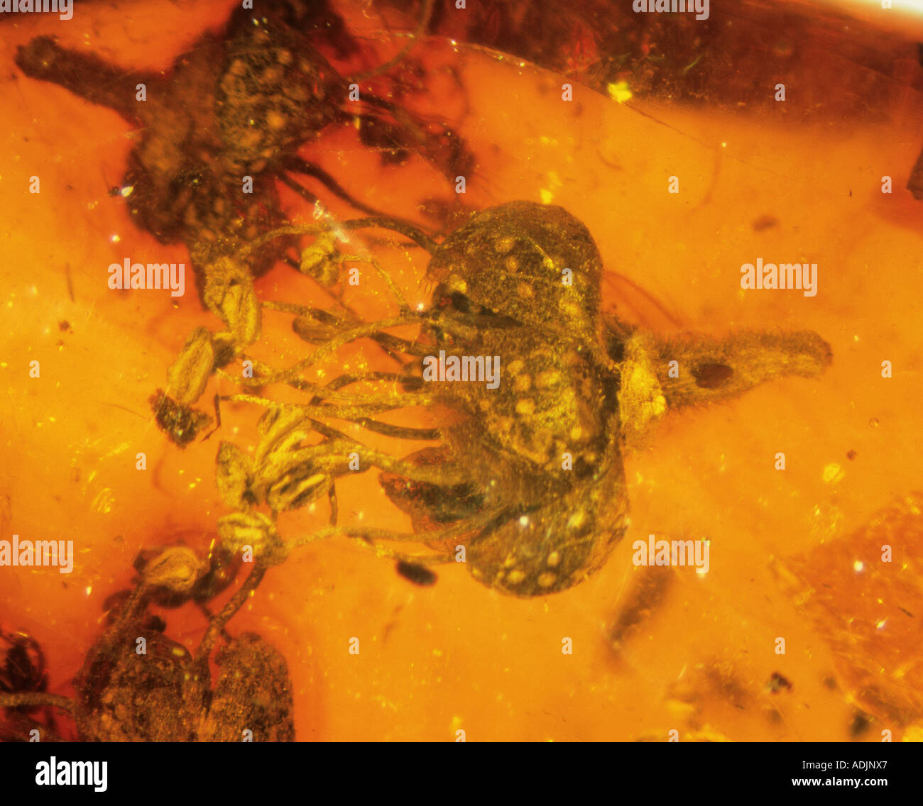 Fiore di angiosperme in ambra Foto Stock
