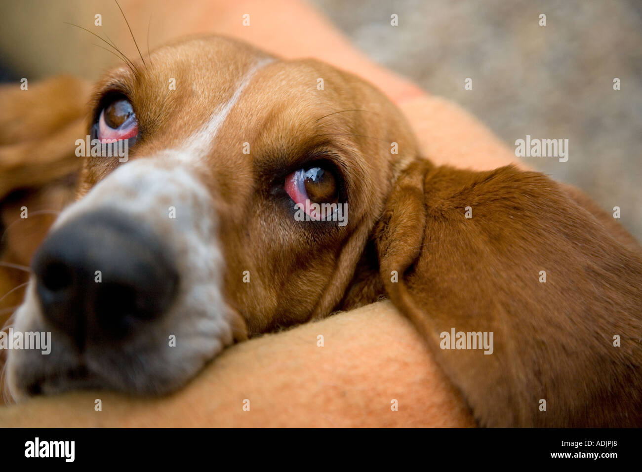 Ritratto di Basset Hound in ambiente domestico Foto Stock