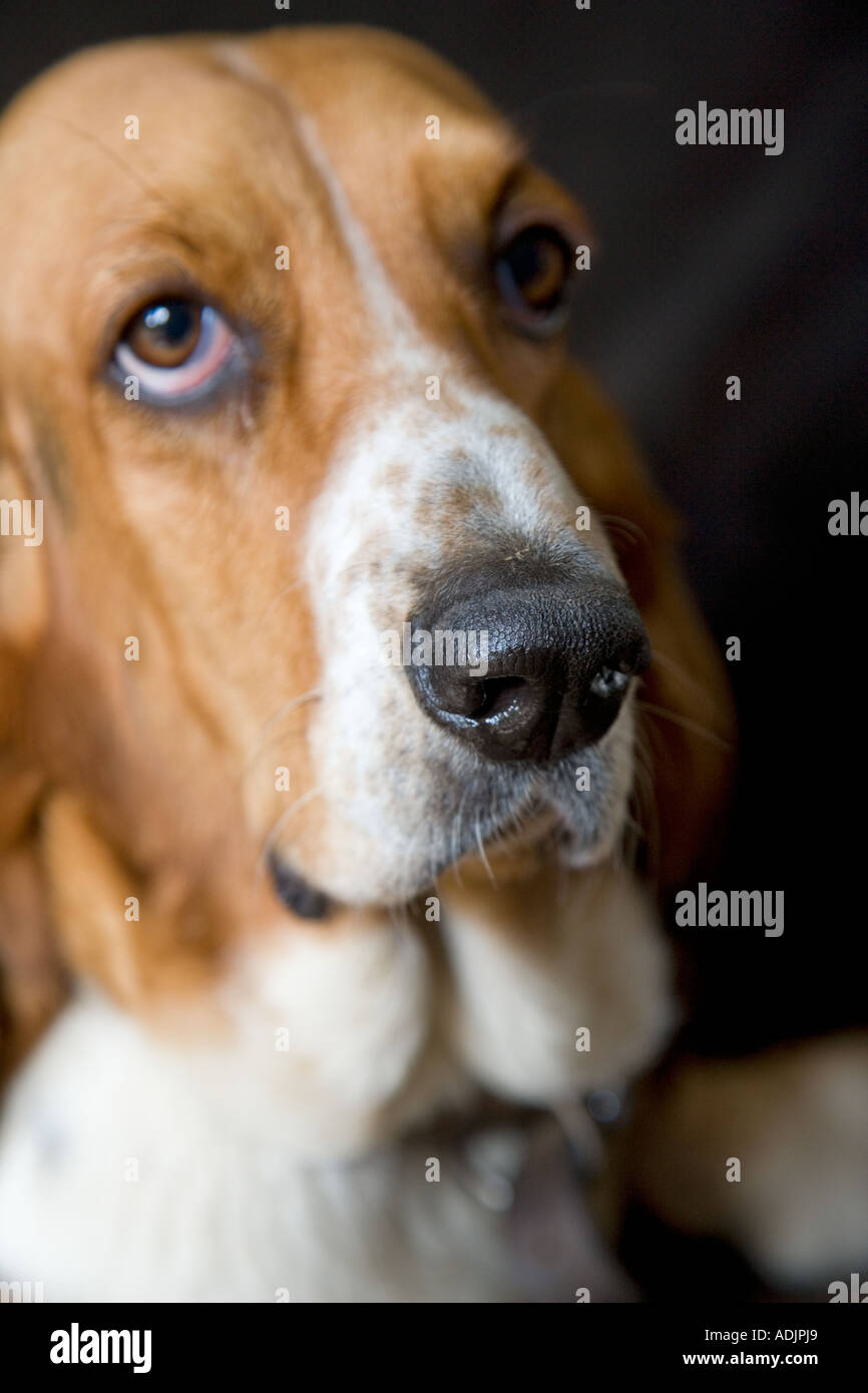 Ritratto di Basset Hound in ambiente domestico Foto Stock