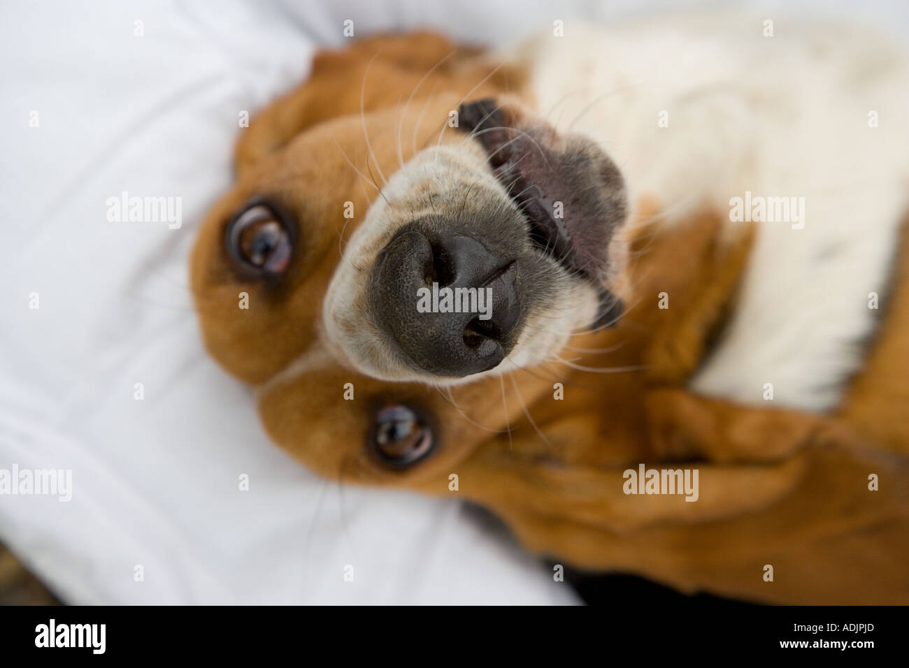 Ritratto di Basset Hound in ambiente domestico Foto Stock