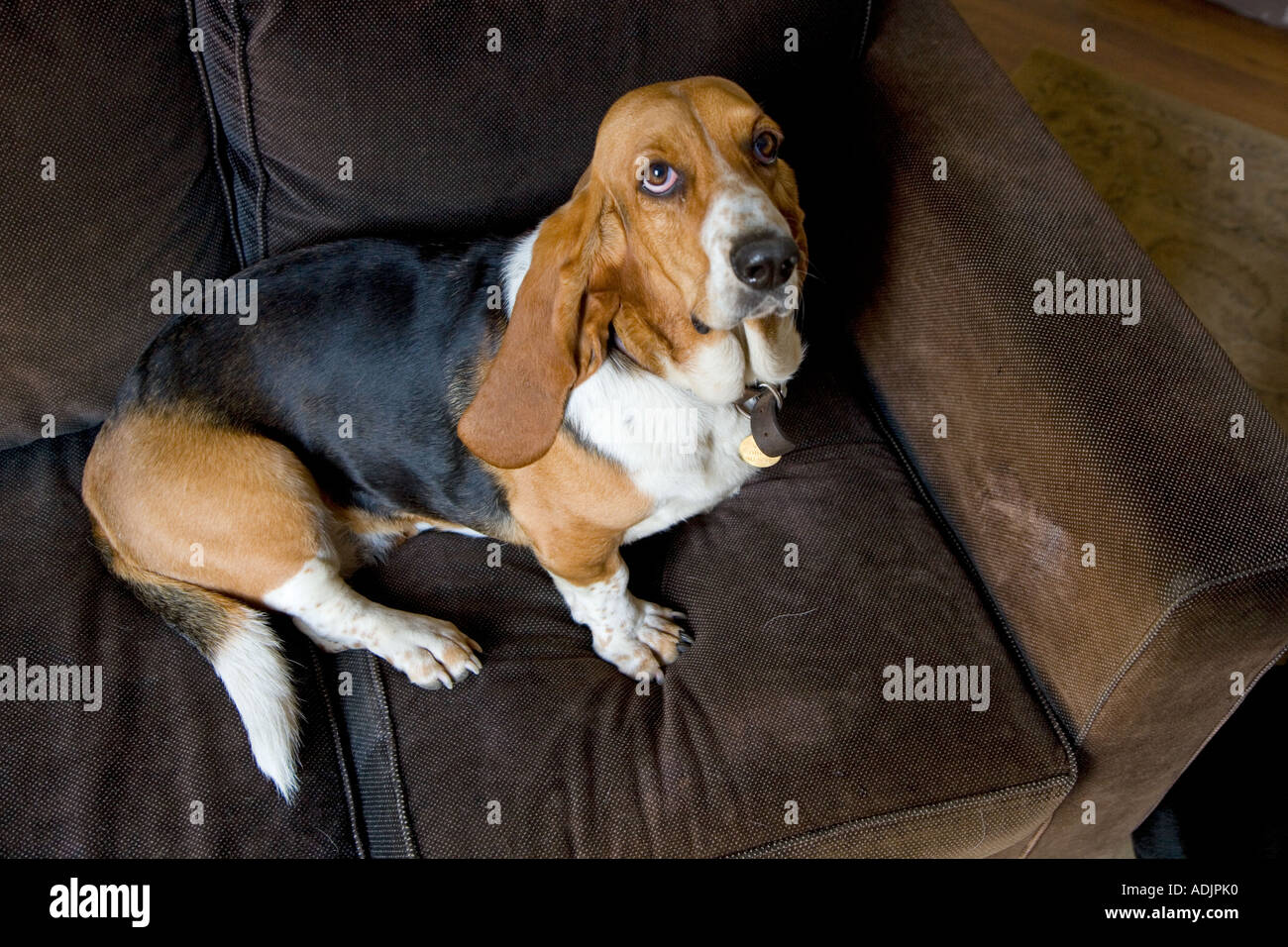Ritratto di Basset Hound in ambiente domestico Foto Stock