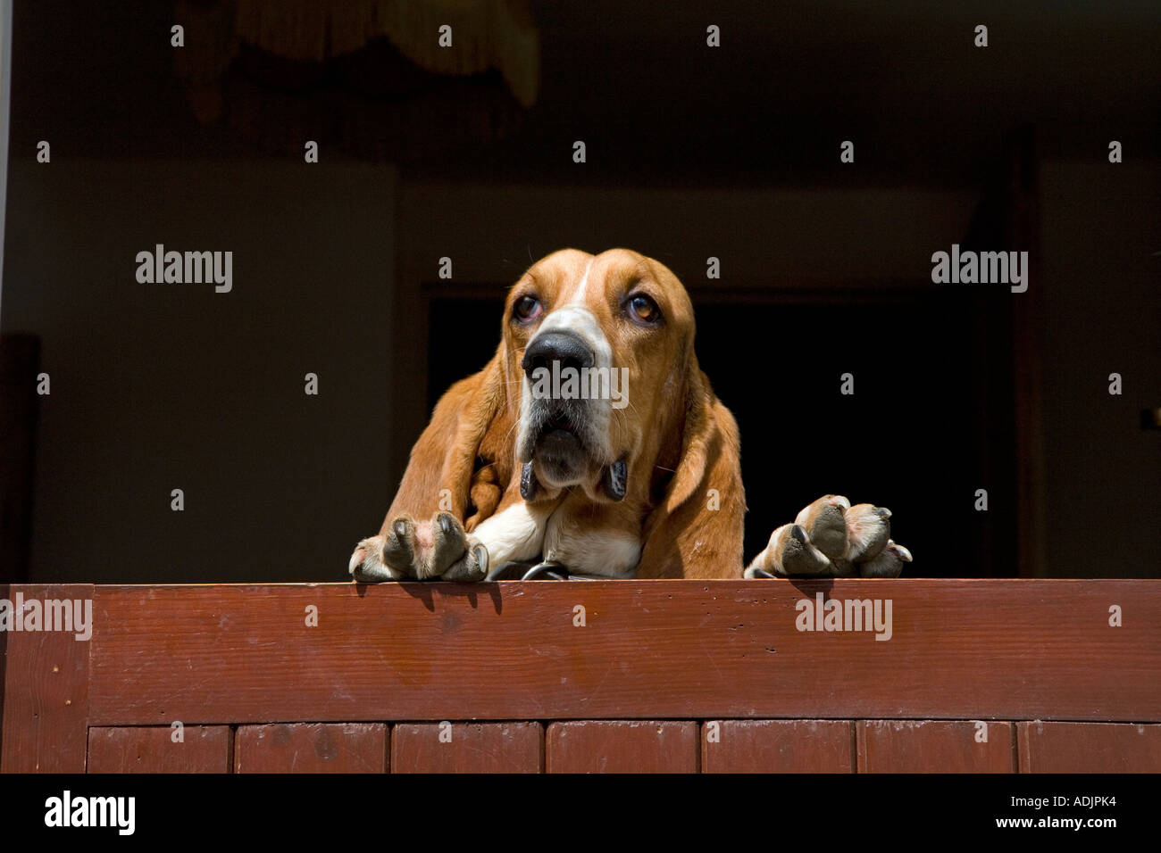 Ritratto di Basset Hound in ambiente domestico Foto Stock