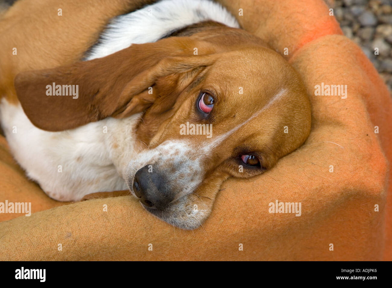 Ritratto di Basset Hound in ambiente domestico Foto Stock