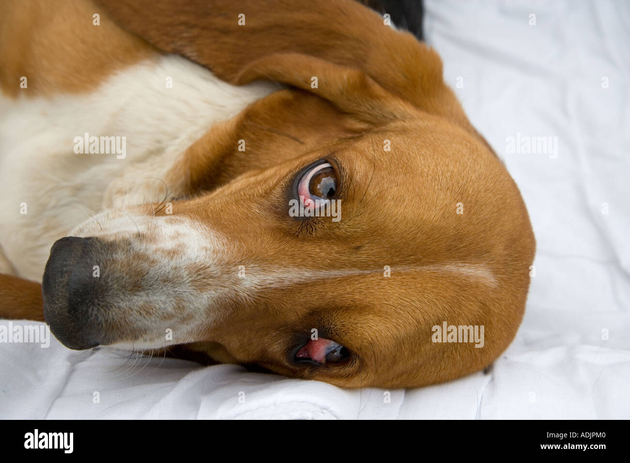 Ritratto di Basset Hound in ambiente domestico Foto Stock
