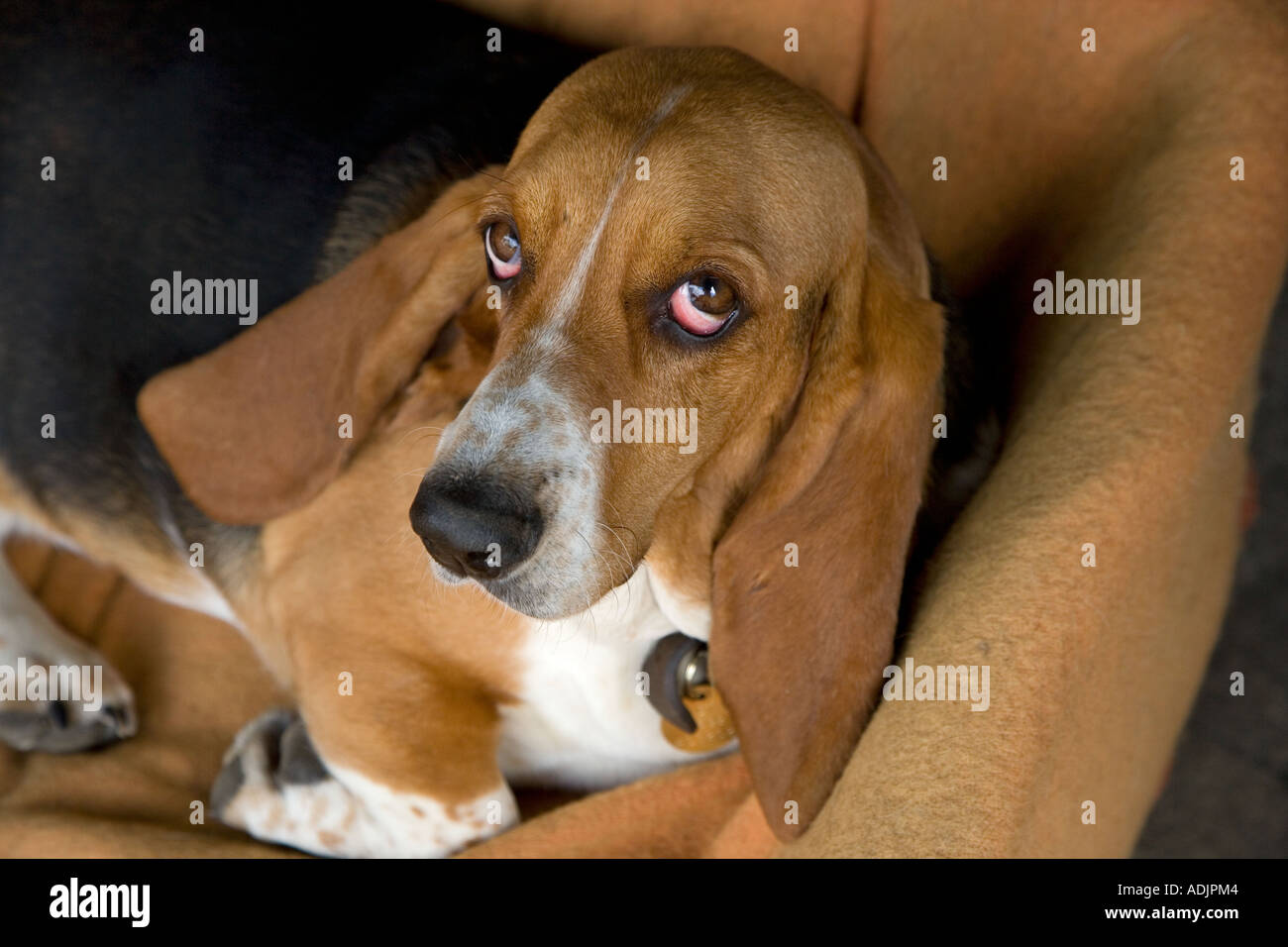 Ritratto di Basset Hound in ambiente domestico Foto Stock