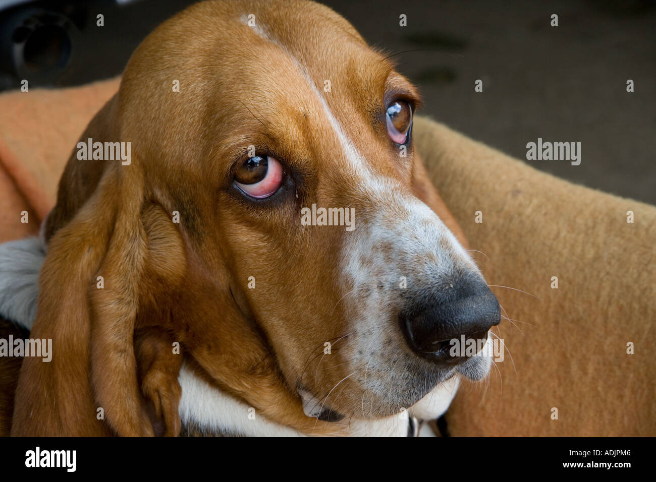 Ritratto di Basset Hound in ambiente domestico Foto Stock