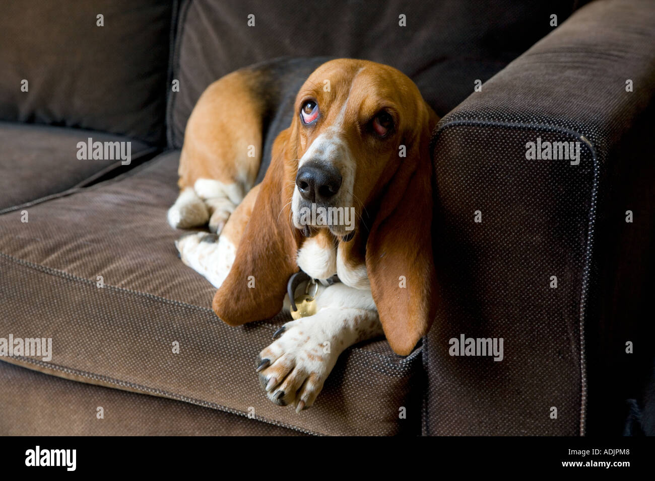 Ritratto di Basset Hound in ambiente domestico Foto Stock